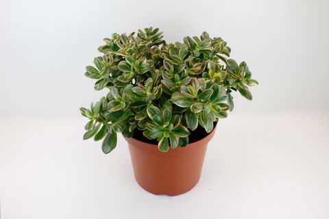 Crassula ovata 'Sunset Magic'