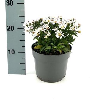 Aster 'Schneekissen'