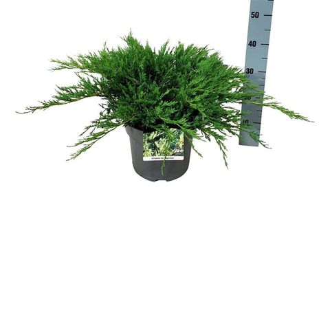 Juniperus horizontalis 'Agnieszka'