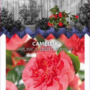 Camellia japonica 'Lady Campbell'