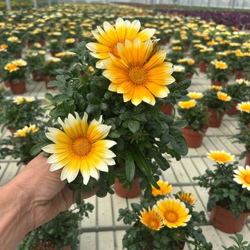 Gazania rigens 'Zany Sunny-Side Up'