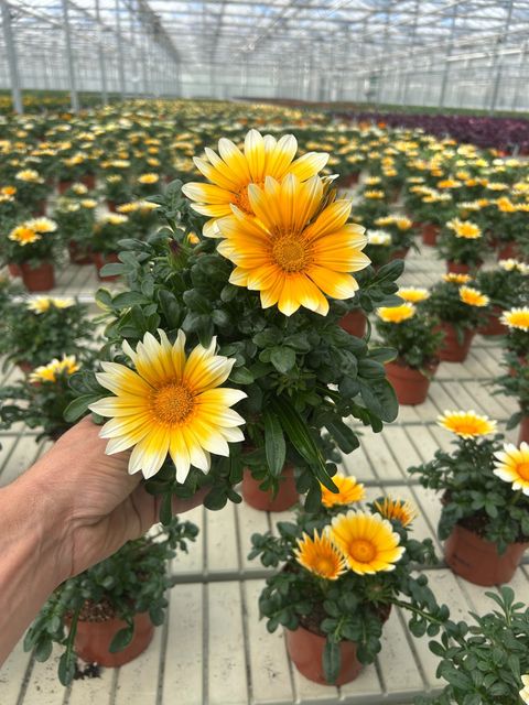 Gazania rigens 'Zany Sunny-Side Up'