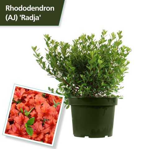 Rhododendron 'Radja'