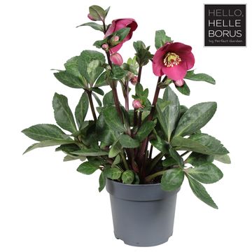 Helleborus Red December