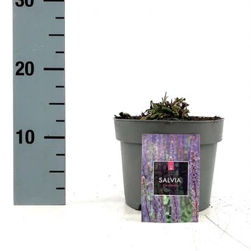 Salvia nemorosa 'Caradonna'