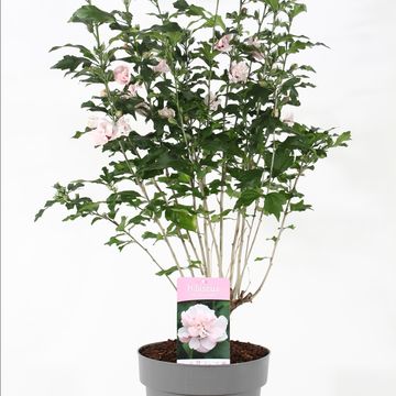 Hibiscus syriacus 'Lady Stanley'