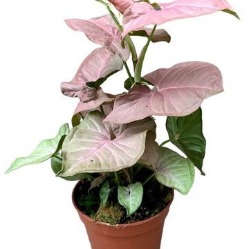 Syngonium 'Pink Delight'