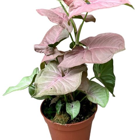 Syngonium 'Pink Delight' (JM plants)
