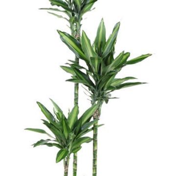 Dracaena fragrans 'Silindo'