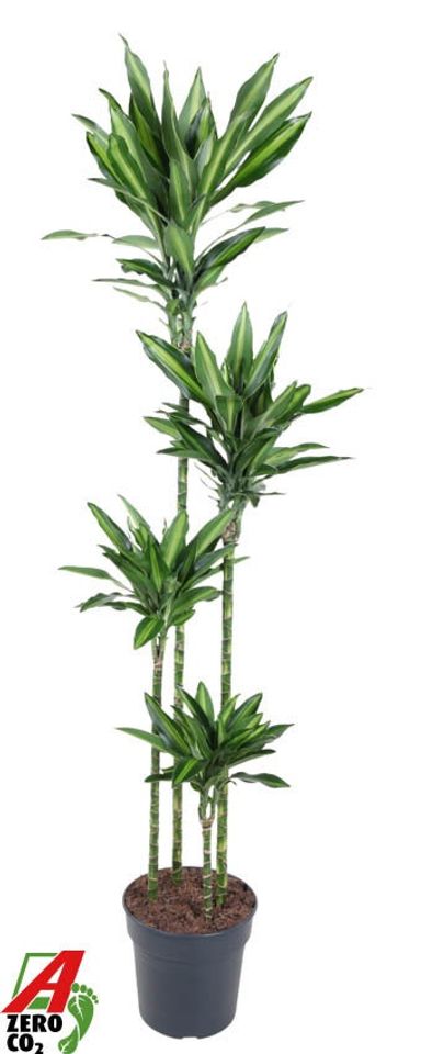 Dracaena fragrans 'Silindo'