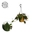 Philodendron scandens micans