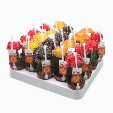 Gymnocalycium MIX