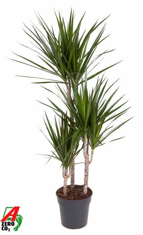 Dracaena marginata
