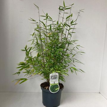 Fargesia nitida 'Volcano'