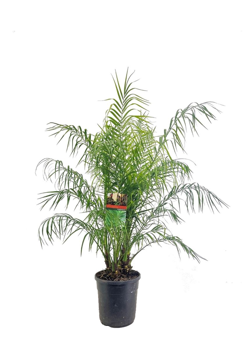 Phoenix roebelenii — Plant Wholesale FlorAccess