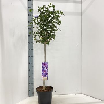 Hibiscus syriacus 'Oiseau Bleu'