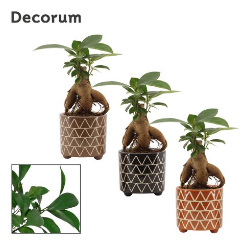 Ficus microcarpa 'Ginseng'