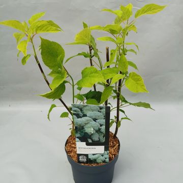 Hydrangea arborescens 'Annabelle'