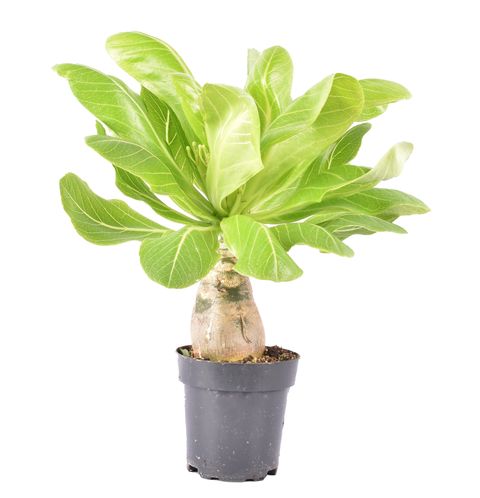 Brighamia insignis