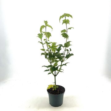 Acer rufinerve