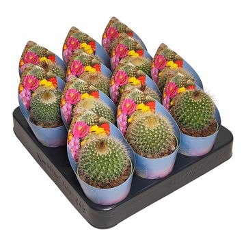 Parodia chrysacanthion