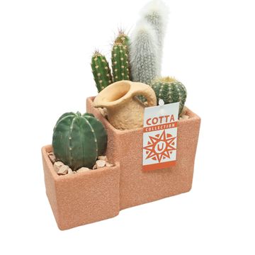 Arrangemang Cactus