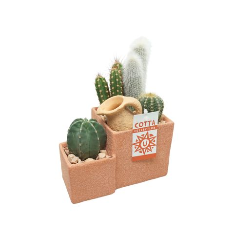 Arrangement Cactus