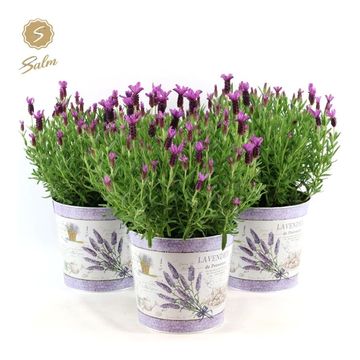 Lavandula stoechas 'Anouk'