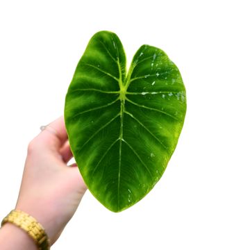 Colocasia 'Pharao's Mask White'