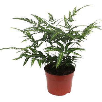 Rumohra adiantiformis 'Variegata'