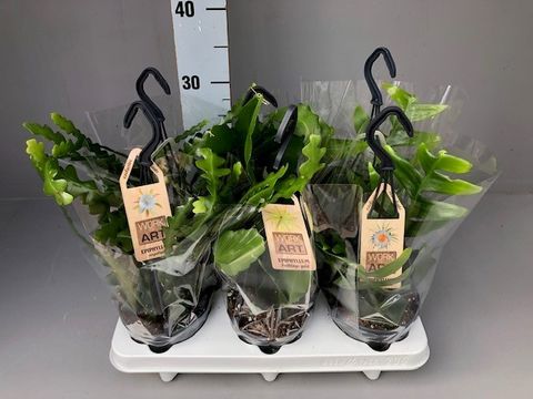 Epiphyllum MIX