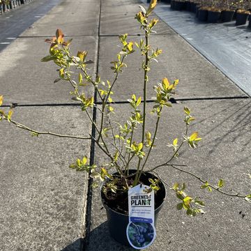 Vaccinium corymbosum 'Jersey'