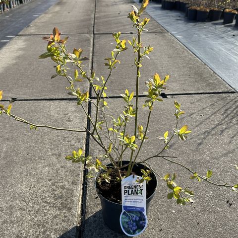 Vaccinium corymbosum 'Jersey'