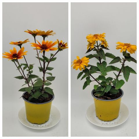 Heliopsis helianthoides MIX