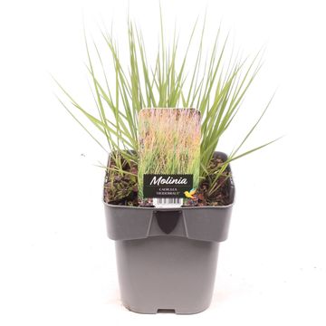 Molinia caerulea 'Heidebraut'