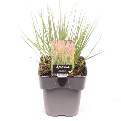 Molinia caerulea 'Heidebraut'