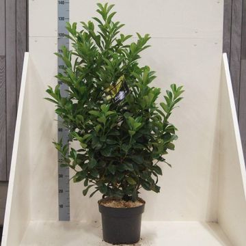 Prunus laurocerasus ETNA