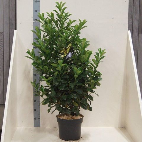 Prunus laurocerasus ETNA