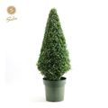 Buxus sempervirens
