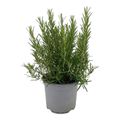 Rosmarinus officinalis