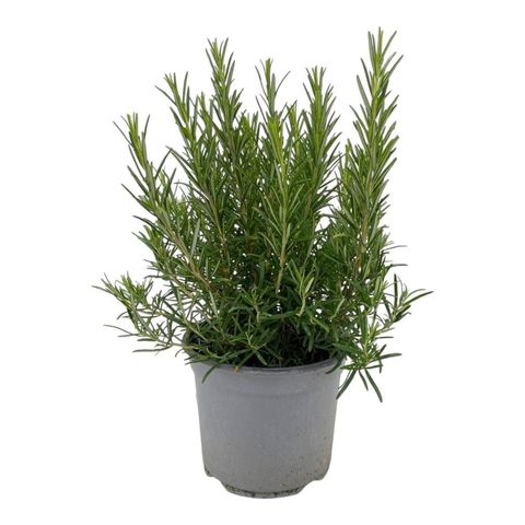 Rosmarinus officinalis