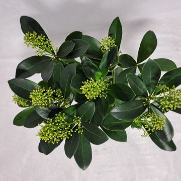 Skimmia japonica 'Finchy'