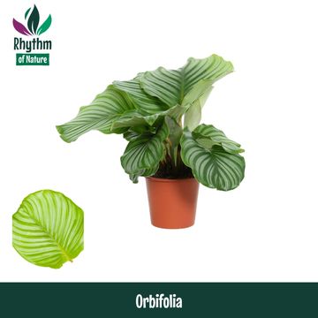 Calathea orbifolia