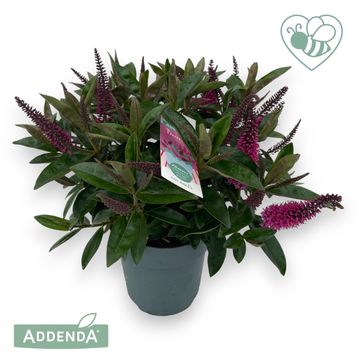 Hebe HEBEDONNA NIKKA