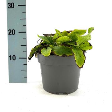 Symphytum grandiflorum 'Wisley Blue'