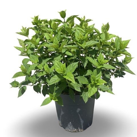 Hydrangea paniculata LITTLE LIME