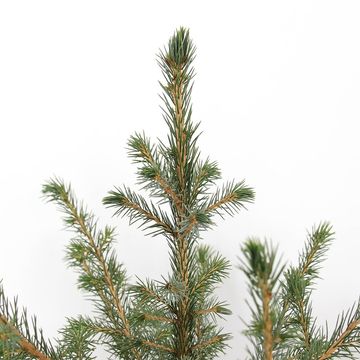 Picea omorika