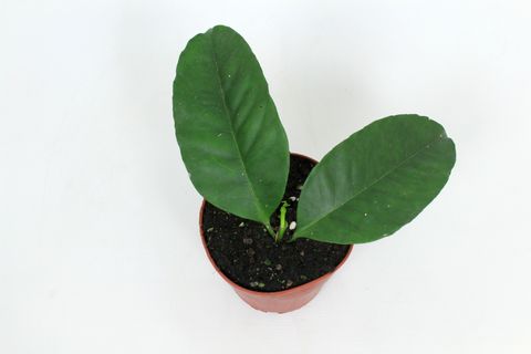 Hoya multiflora IPPS