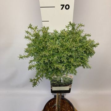 Chamaecyparis pisifera 'Cumulus'