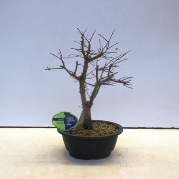 Acer palmatum 'Deshôjô'